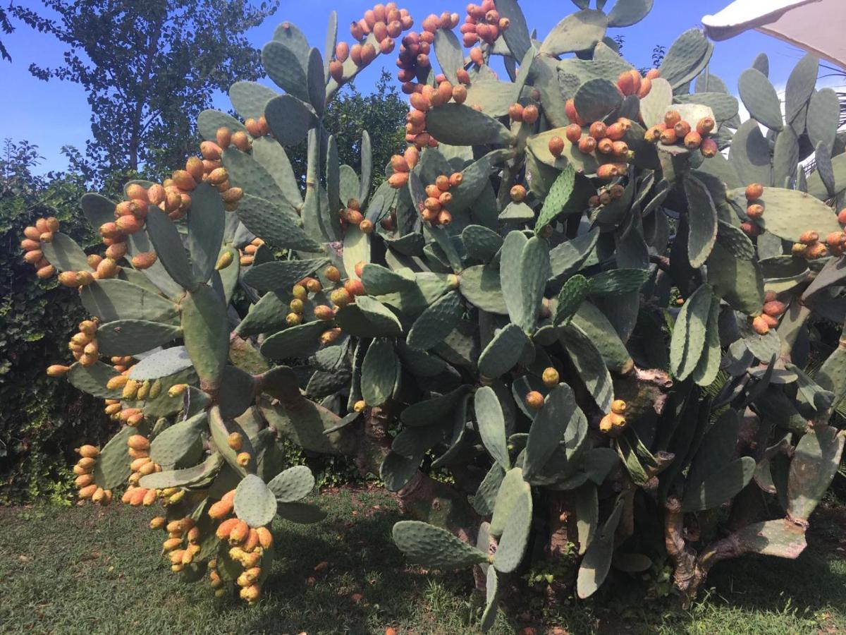 Il Giardino Degli Agrumi Vila Caserta Exterior foto