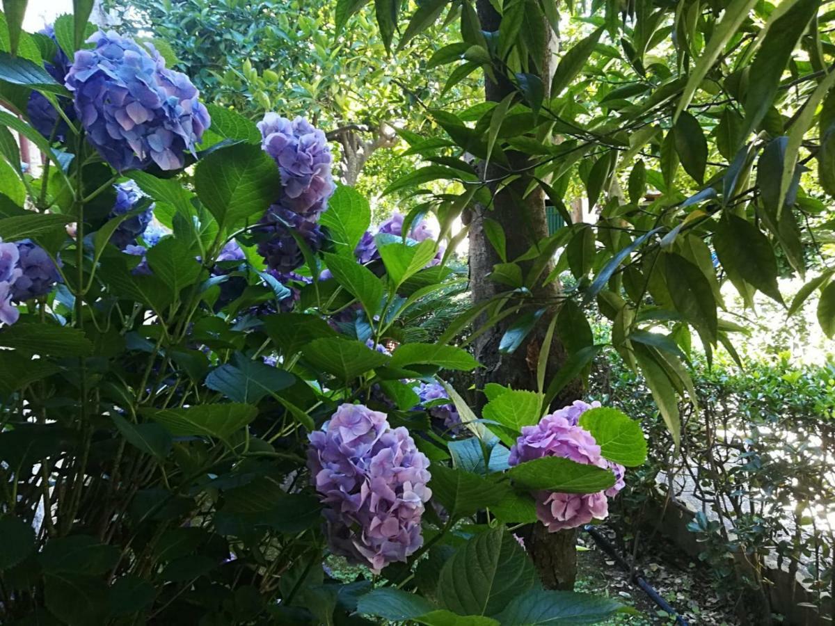 Il Giardino Degli Agrumi Vila Caserta Exterior foto